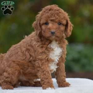 Kaspar, Miniature Poodle Puppy